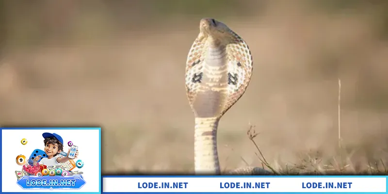 Mơ Thấy Rắn – Giải Mã Điềm Báo Và Con Số Liên Quan Giải mã mơ thấy rắn, ý nghĩa tâm linh và con số liên quan