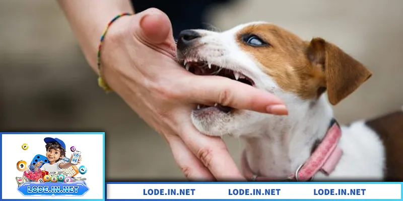 Mơ Thấy Chó Cắn – Giải Mã Điềm Báo Và Con Số Liên Quan