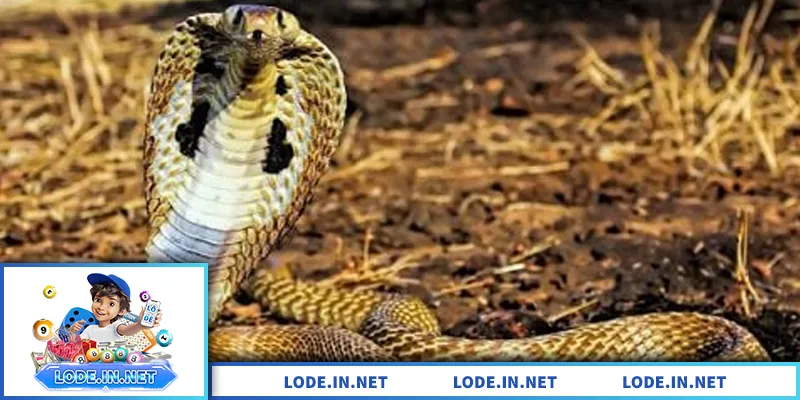 Mơ Thấy Rắn – Giải Mã Điềm Báo Và Con Số Liên Quan